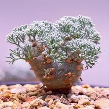 Image result for Monsonia senegalensis