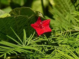 Image result for Ipomoea quamoclit
