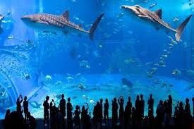 Hotels near underwater world langkawi, pantai cenang. Langkawi Crocodile Farm And Underwater World Visit With Private Transfers 2021
