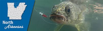 3m • phoenix bass fishing league. Arkansas Wildlife Weekly Fishing Report News
