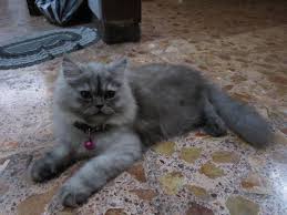Arsip kucing anggora abu abu putih medan kota hewan peliharaan. Rumah Kucing Kucing Lucu Warna Abu Abu