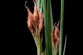 Image result for Rhynchospora rugosa