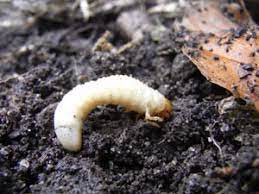 Abc open producer emily bissland learns from rod kum sing how to find a witchetty grub.behind the news story: White Curl Grub White Curl Grub