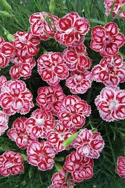 Garden Pinks Dianthus Starburst From Growing Colors Dianthus Care Beautiful Flowers Pink Dianthus