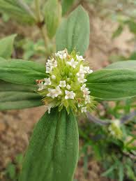 Image result for Mitracarpus hirtus