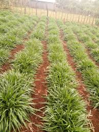 Image result for Brachiaria subulifolia