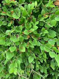 Image result for Carissa spinarum