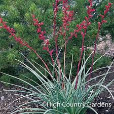 Each has a distinct character, so as you winnow your selection. Perennial Plants Sustainable Gardening High Country Gardens Plants High Country Gardens Yucca