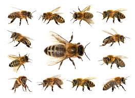 Bee Identification Guide Top 11 Types Of Bees In The World