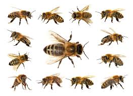 bee identification guide top 11 types of bees in the world