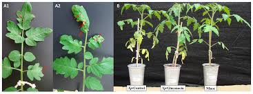 Image result for tomato seedling xanthomonas vesicatoria