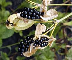 Check spelling or type a new query. Blackberry Lily Iris Domestica Organically Grown Flower Seeds Floral Encounters