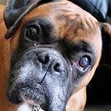 Because every animal deserves to know love. Boxer Luv Rescue Boxerluvrescue Twitter
