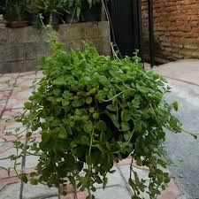 Anggrek merupakan salah satu tanaman hias yang cukup populer. Tanaman Hias Gantung Meat Leaf Shopee Indonesia