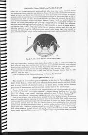 Image result for Isoglossa perdita