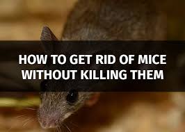 We did not find results for: 7 Effective Ways To Get Rid Of Mice Without Killing Them
