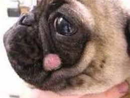 Dog Ringworm Treatment Home Remedy Top 7 Remedies