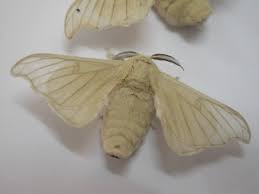 See more of elevage de vers a soie on facebook. Bombyx Du Murier Wikipedia