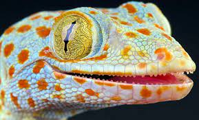 Philippines Tokay Gecko The Little Britain Lizard Gecko Lizard Reptiles Facts