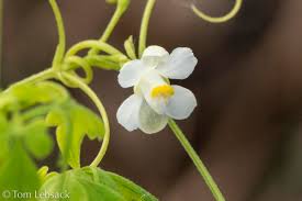 Image result for Cardiospermum