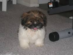 My partner doesn't usually like small he brought multiple puppies for us to meet and bathed them beforehand. Shih Tzu Puppies For Sale Craigslist Sacramento