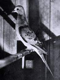 Passenger Pigeon Wikipedia