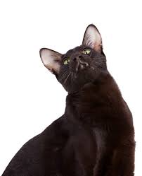 Jeden tag werden tausende neue, hochwertige bilder hinzugefügt. Havana Brown Katzen Informationen Zu Den Rassen Omlet