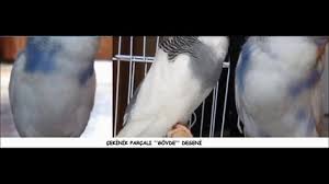 Muhabbet Kusu Tur Irk Ve Cesitleri 4 Bolum Cekinik Parcali Muhabbet Kuslari Ve Hayvanlar