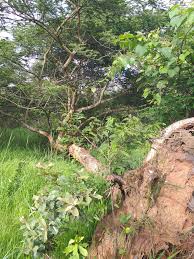 Image result for Triplochiton zambesiacus