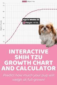 How big will my boxer puppy get calculator. Interactive Shih Tzu Growth Chart And Calculator Puppy Weight Calculator Growth Chart Weight Calculator Shih Tzu