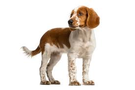 The welsh springer spaniel is not aggressive, but he is alert and watchful. Welsh Springer Spaniel Hund Charakter Ernahrung Pflege