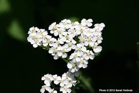 Image result for Achillea millefolium