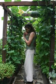 We did not find results for: Growing Pumpkins On A Trellis And I Love That Walkway Growing Pumpkins Pumpkin Trellis Veggie Garden
