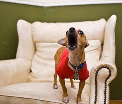 How Do I Get My Dog To Stop Barking When I Talk