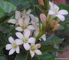 Image result for Mitriostigma axillare