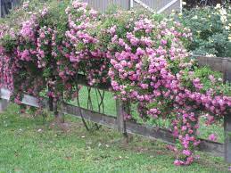 Plantfiles Pictures Climbing Rose Peggy Martin Rosa 7 By Vossner Climbing Roses Flower Garden Rose