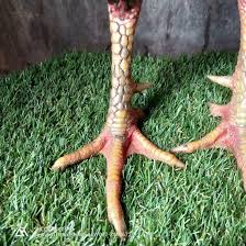 Dengan perbandingan 2 kg pakan menggunakan 1 kg umbi talas atau daun talas, ½ kg beras dan ½ kg dedak. Pakhoy 3 2kg Ayam Baka Besar Farm Facebook