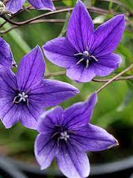 Annie S Annuals Perennials Grow Delicious Citrus Amazing Flowers Purple Flowers Beautiful Flowers