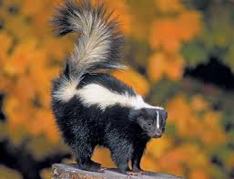 How do you humanely get rid of a skunk? How To Get Rid Of Skunk Smell Steemit