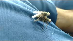 Ciri Mahluk Hidup Dan Perannya Halaman All Kompasiana Com