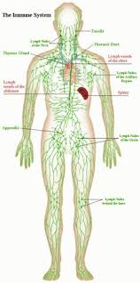 61 Best A P Chapter 12 Lymphatic System And Body