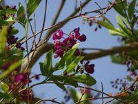 Image result for Securidaca welwitschii