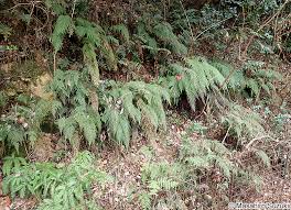 Image result for Odontosoria africana