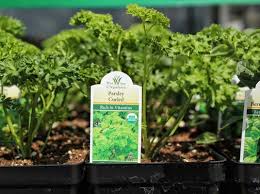Description:felly's flowers, your local madison florist, sends fresh flowers throughout the madison, wi area. Felly S Greenhouse 6353 Nesbitt Rd Madison Wi Garden Centers Mapquest
