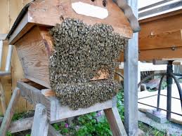 Top bar hives have been around for centuries. Ventilation It S Complicated Keeping Backyard Bees