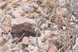 Image result for Ipomoea adenioides