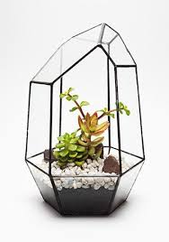 Terrariums For Sale Pre Filled Ready Made Terrarium Uk Buy Online Terrarium For Sale Terrarium Aztec