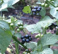 Image result for Solanum scabrum