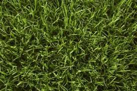 Mow zoysia grown on activity fields or in areas with frequent foot traffic at a blade height between 3/4 and 1 inch roughly every three to five days. Learn About Grass Types Including St Augustine Zoysia And More