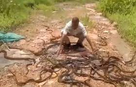 Di mana satu diantara warganya bergejala. Ini Lima Kampung Ular Terbesar Di Dunia Dua Diantaranya Ada Di Indonesia Malangtimes